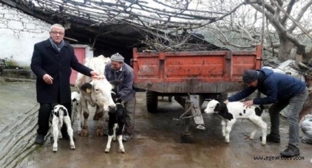 Bakan Pakdemirli'den dördüz doğum yapan ineğe altın