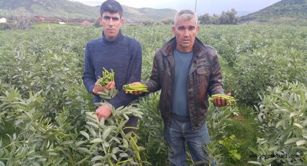 Bakla tarlada 1, pazarda 3 lira 