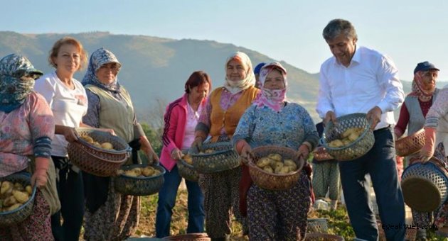 •	Balbay patates tarlasında hasada katıldı.