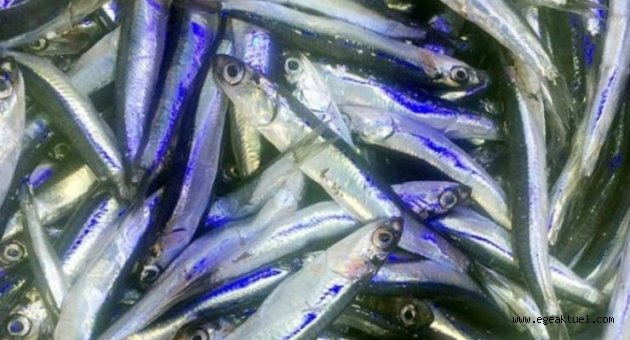 Balık fiyatları cep yakıyor