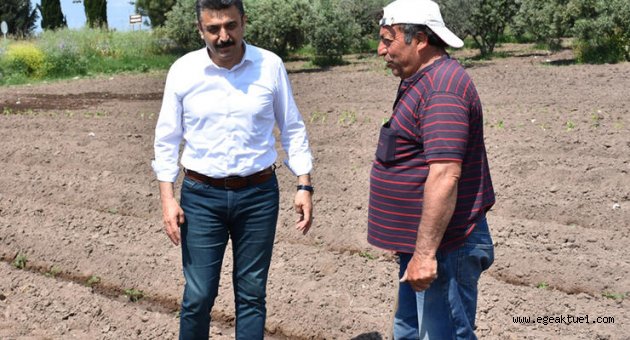 Başkan Kırgöz tarlaya girdi üreticinin derdini dinledi