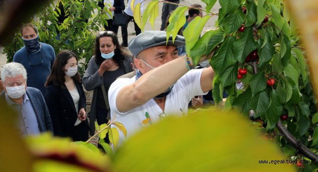 Başkan Soyer Kemalpaşa’da 250 gönüllüyle kiraz hasadını başlattı