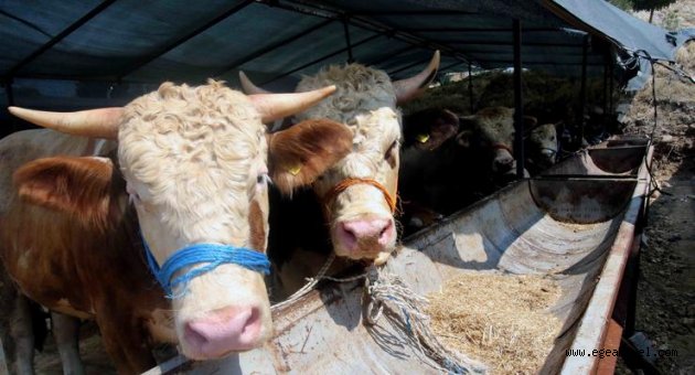 Bayraklı Belediyesi Kurban Bayramı'na hazır