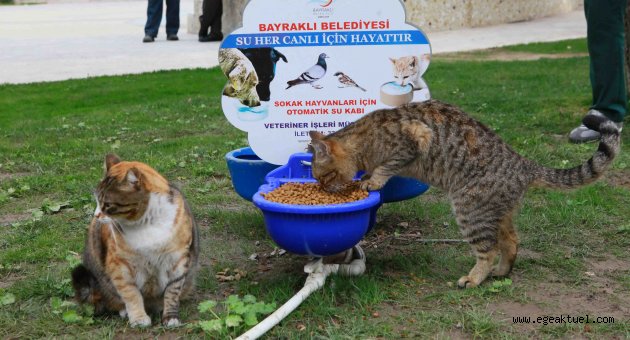 Bayraklı'da 'can dostlara' özel ilgi