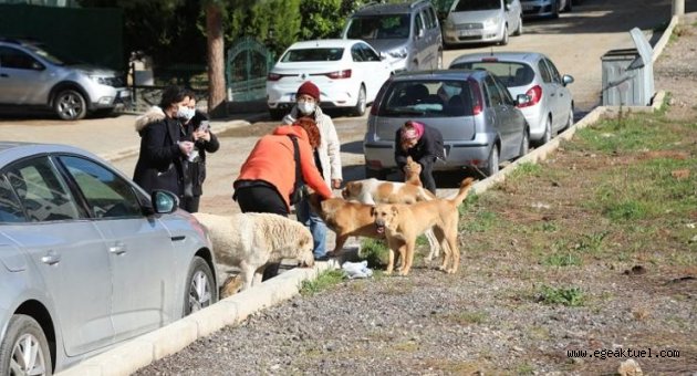 Bayraklı'da hayvanseverlerden örnek dayanışma