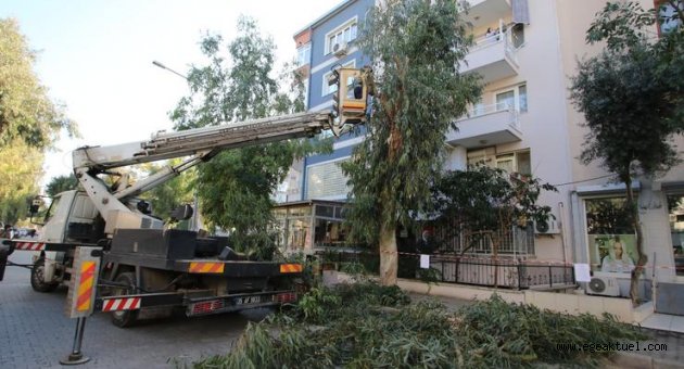 Bayraklı'da sağlıklı ağaç dönemi