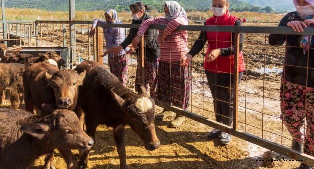 Belediyenin hibe ettiği mandalar 13 yavruyla kadınların yüzünü güldürdü