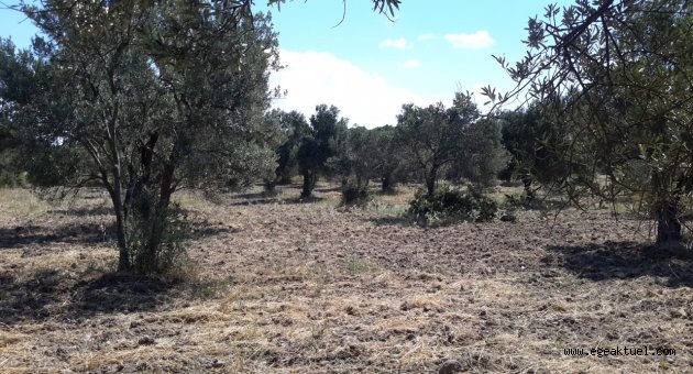 Bergama Belediyesi Orman Alanlarına Talip