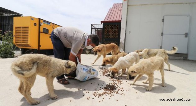 Bergama’da sokak hayvanları sahipsiz değil