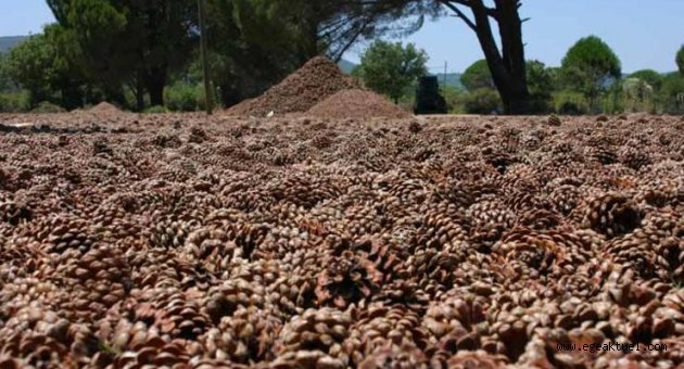 Bergama'dan Meclise 'Çam fıstığı' tepkisi