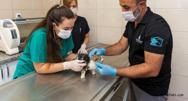Bir yılda 11 bin 500 sokak hayvanı tedavi edildi
