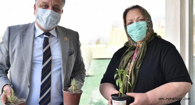 Bornova’da 65 yaş üzerine fide dağıtımı