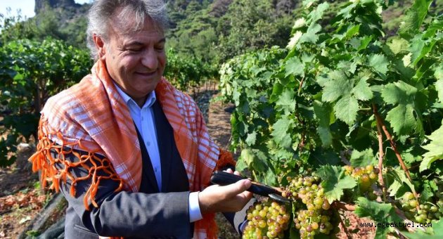 Bornova’da bağ bozumu bereketi
