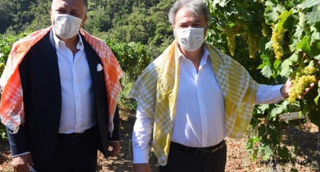 Bornova’da bağ bozumu bereketi