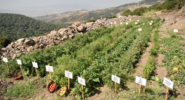 Bornova’da tohumdan fideye yerel üreticiye destek