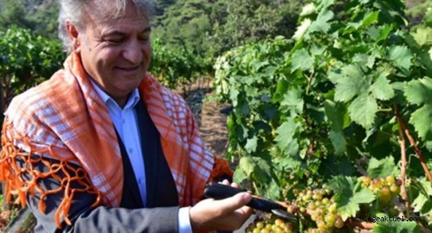 Bornova Misketi için yeni bağ oluşturuluyor