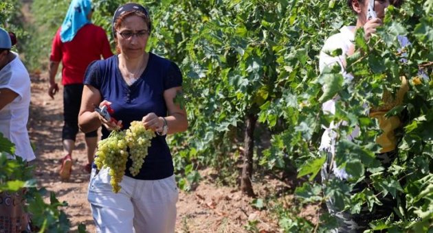 Buca bağlarından sofralara üzüm bereketi