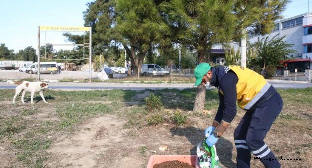 Buca Belediyesi kentte ve kırsalda mama desteğini artırdı 
