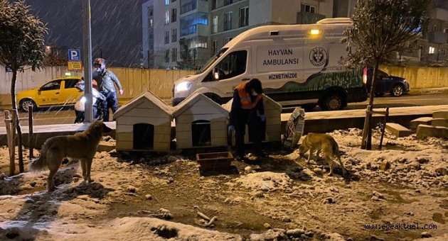 Buca Belediyesi, soğuk havalarda minik dostlarını unutmadı