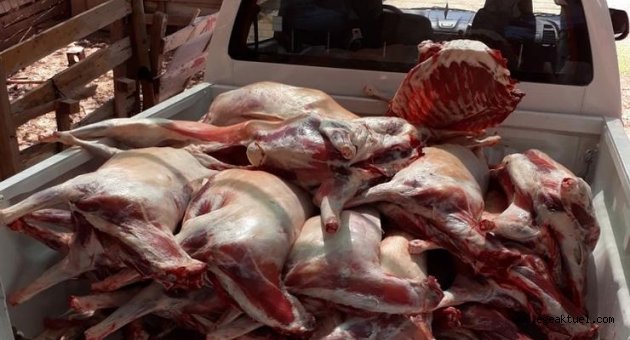 Buca’da kaçak et operasyonu: 20 küçükbaşa el kondu