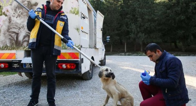 Buca’da uyuza karşı mücadele tam gaz