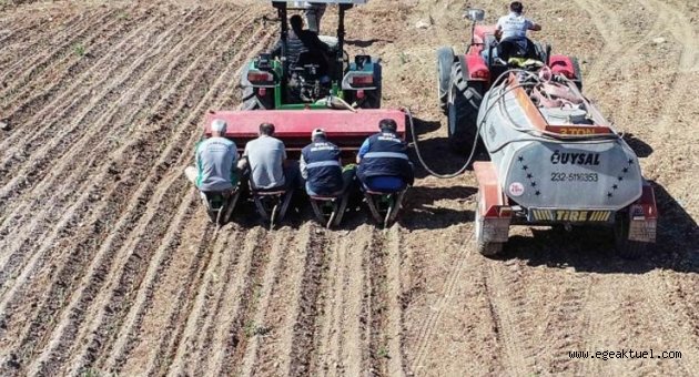 Buca’nın kırsalına bilye kekik dopingi