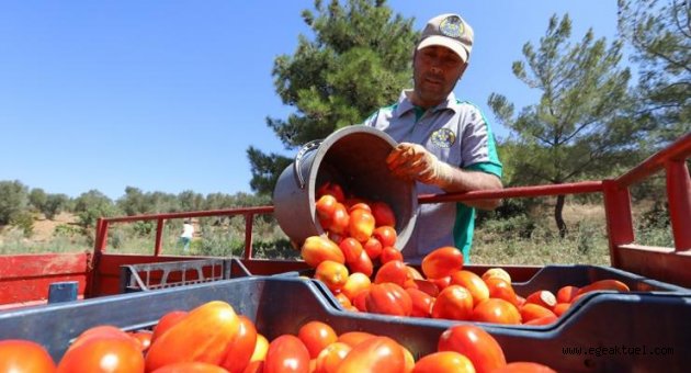 Buca’nın mahsulleri 1.255 ailenin yüzünü güldürdü