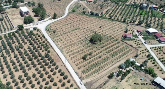Buca’nın tarlalarından bereket fışkırıyor: 54 ton hasat bekleniyor
