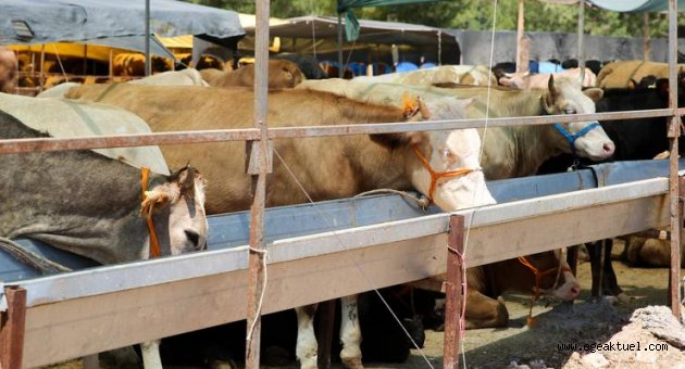 Buca zabıtası açık alanda kesim için alarmda