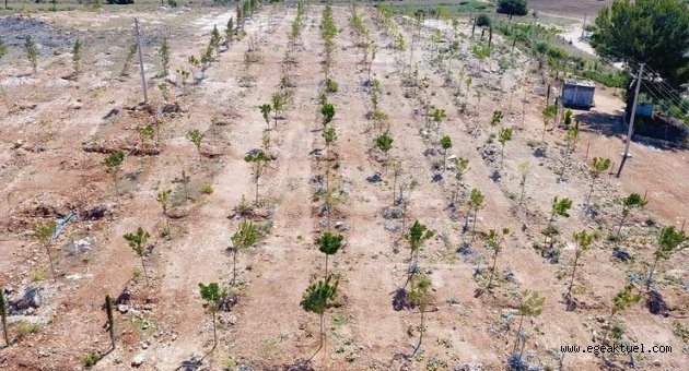 Bulgurca’ya yeni orman alanı