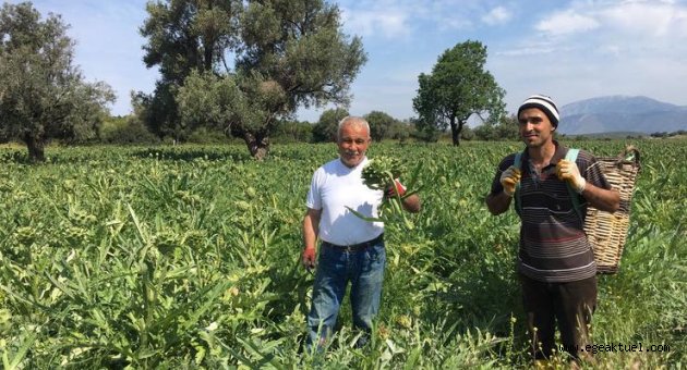Büyükşehir Belediyesi salgında da üreticinin yanında