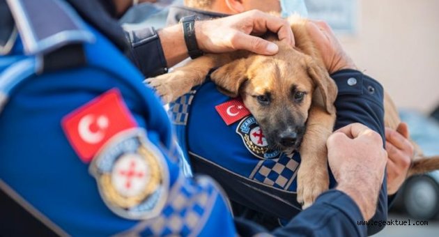 Büyükşehir can dostlar için çalışıyor