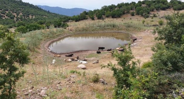 Büyükşehir’den 10 yeni hayvan içme suyu göleti