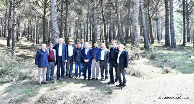 Büyükşehir’den fıstık çamlarını kurtarma harekatı