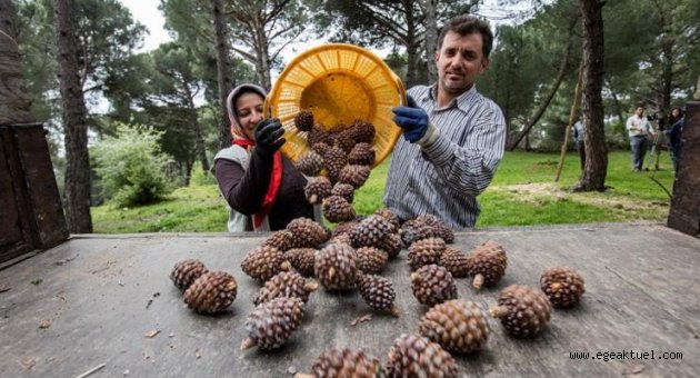 Büyükşehir fıstık çamı için yeniden kolları sıvadı