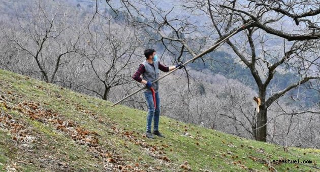Büyükşehir kestane kanseriyle mücadelede üreticinin yanında
