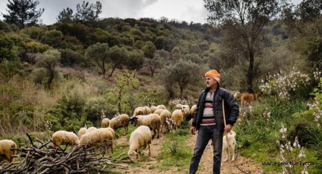 Büyükşehir yangına dirençli yeşil örtü için “orman seferberliği” başlatıyor