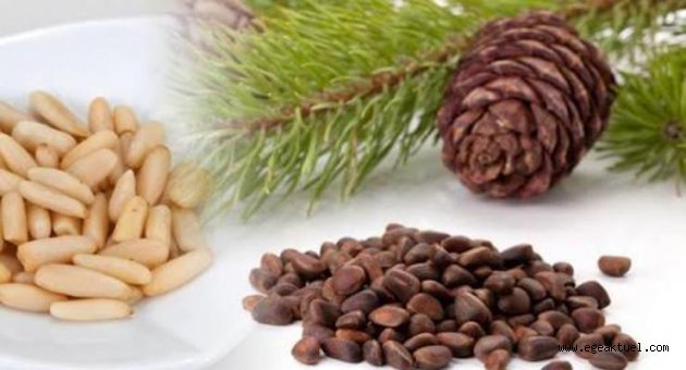 Çam Fıstığı üreticilerine müjde