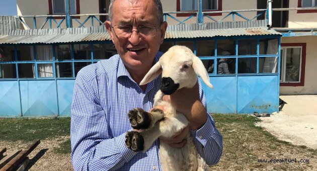 Canlı hayvan ve et ithalatına 7 milyar 919 milyon ödendi!