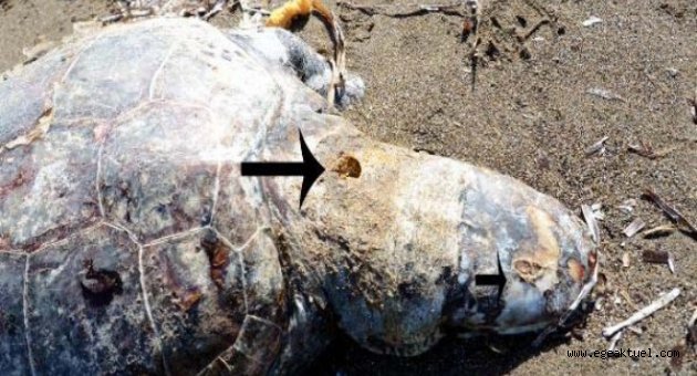 Caretta Caretta'nın başına 3 kurşun