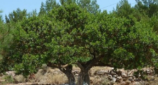 Çeşme Belediyesi sakız ağaçlarına sahip çıkıyor