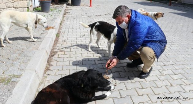 Çeşme Belediyesi sokak hayvanlarını unutmadı