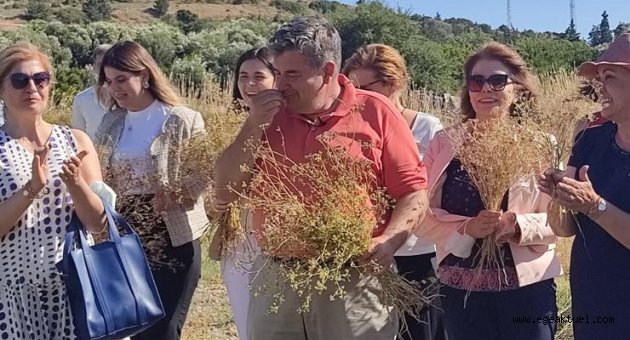 Çeşme’de 30 yıl aradan sonra ilk kez anason hasadı!