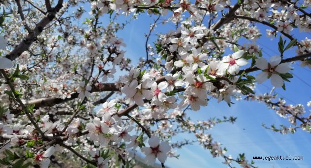  Çeşme’de badem ağaçlarının çiçeği soldu