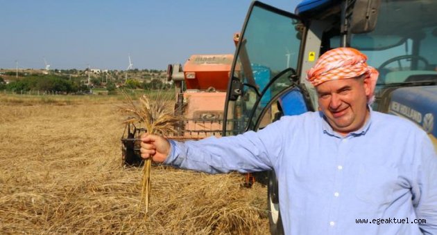 Çeşme’de ‘karakılçık buğdayı’ hasadı başladı