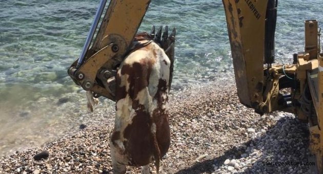 Çeşme’de sahile vuran ölü inek vatandaşları şaşırttı