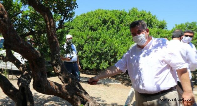 Çeşme sakız üretiminde Sakız Adası’na rakip oluyor!