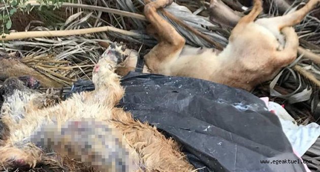 Çeşme'de yürek yakan görüntüler!