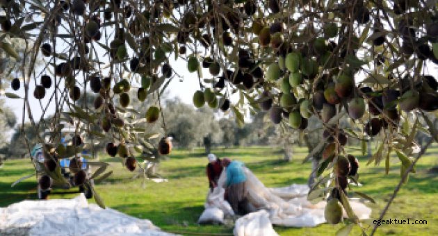 CHP Akhisar'daki zararı Meclis'e taşıyor