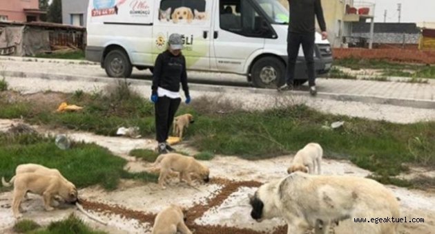 Çiğli Belediyesi sokak hayvanlarını unutmadı